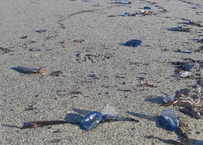 Feriehus Les Pieds Dans L'eau *
